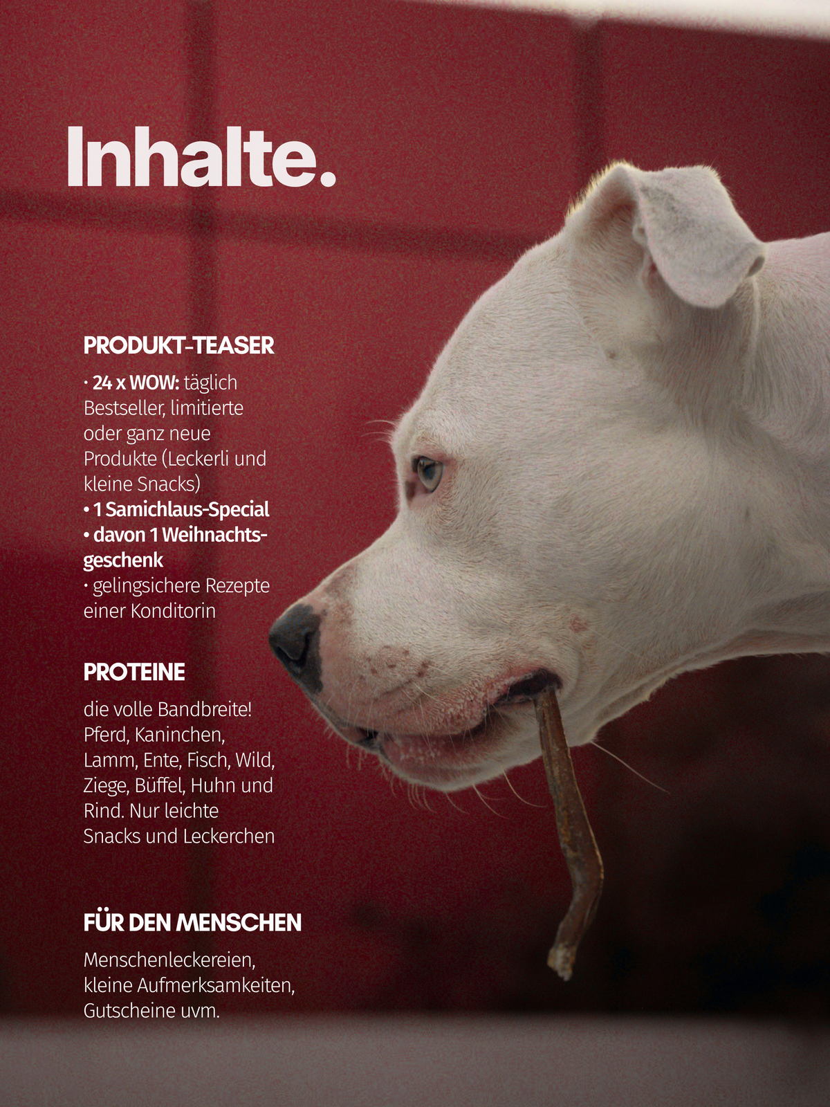 LIGHT Adventskalender für Hunde - LIMITED 2026 ✨