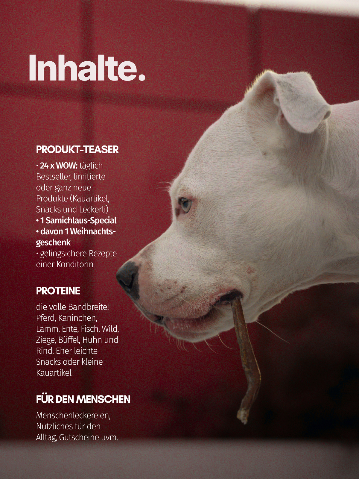 CLASSIC Adventskalender für Hunde - LIMITED 2026 ✨