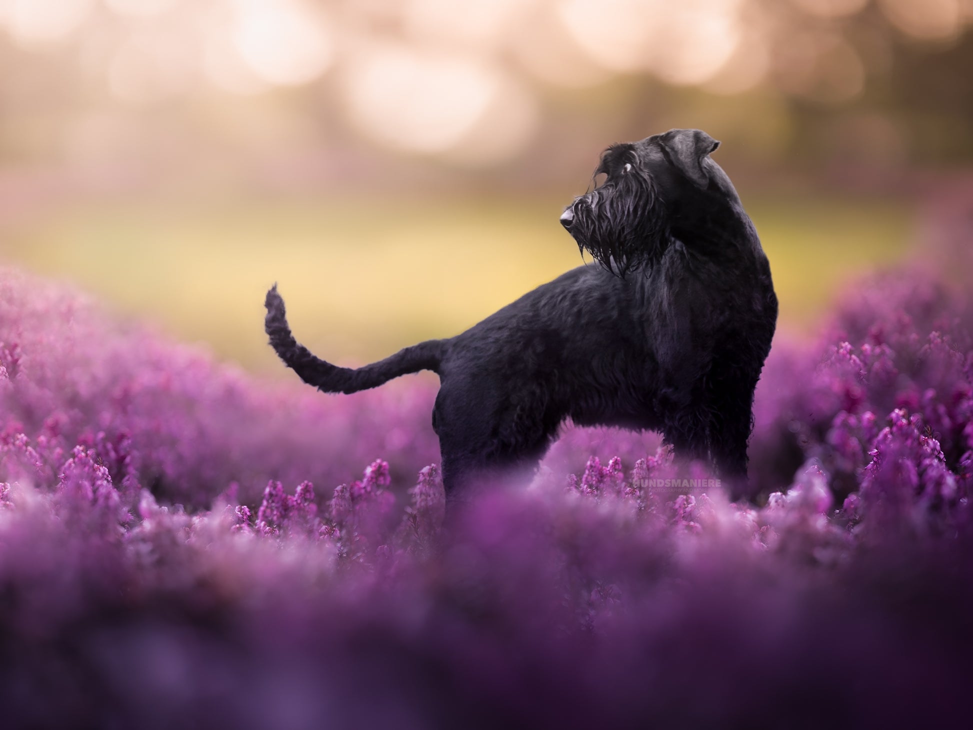 Diis individuelle Shooting