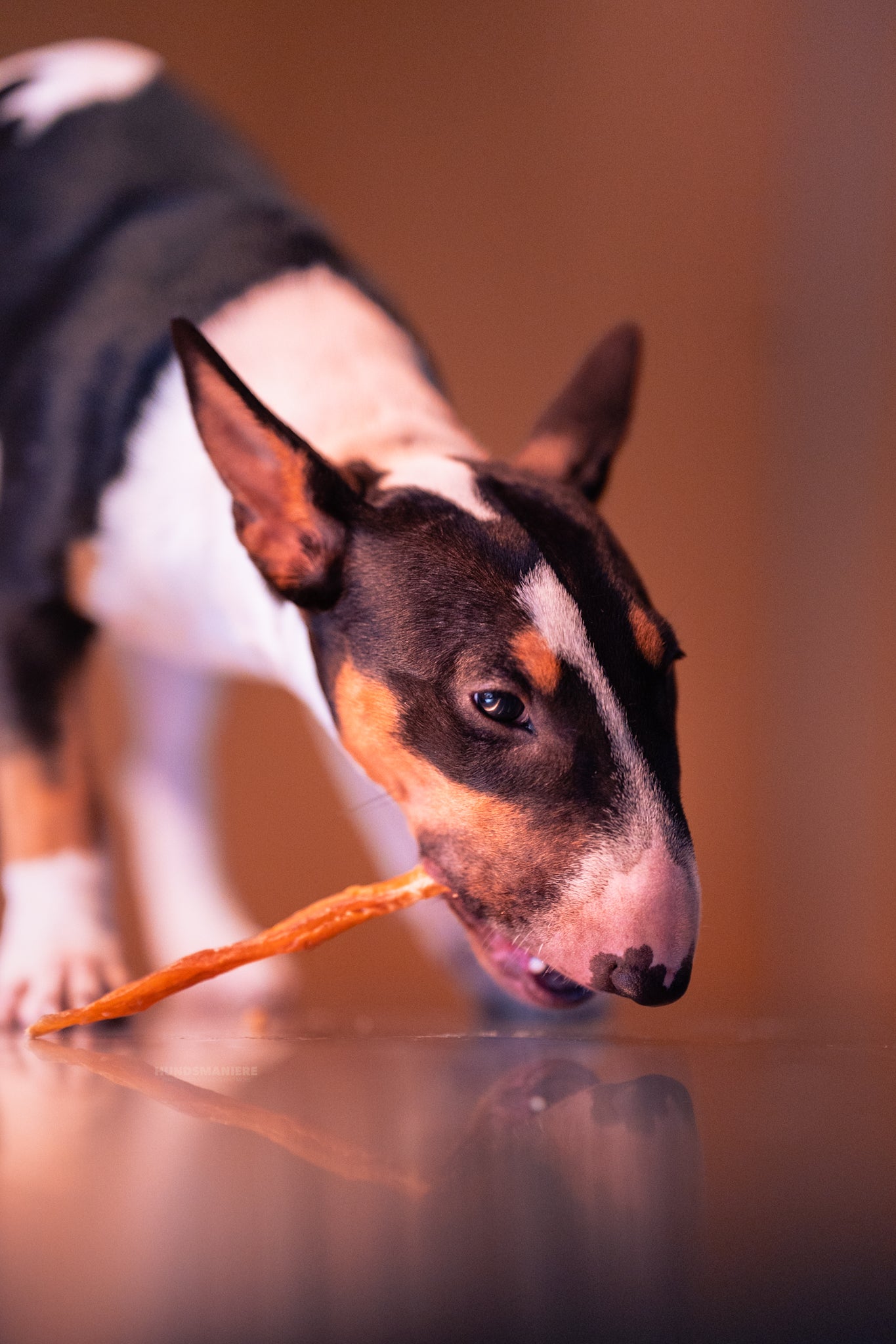 tendons d'Achille de buffle