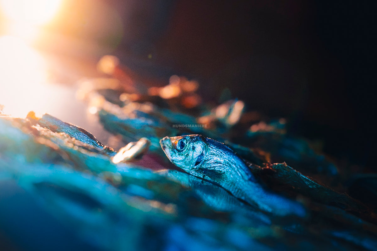 Truite à peau de poisson
