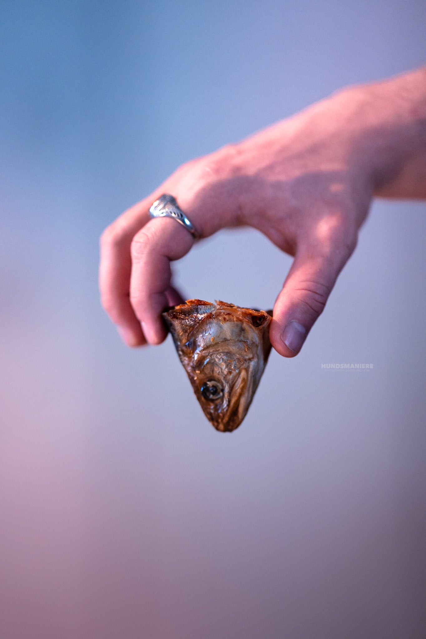 Fischkopf Forelle – HUNDSMANIERE