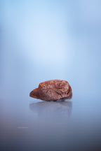Kauwurzel aus mediterranem Holz