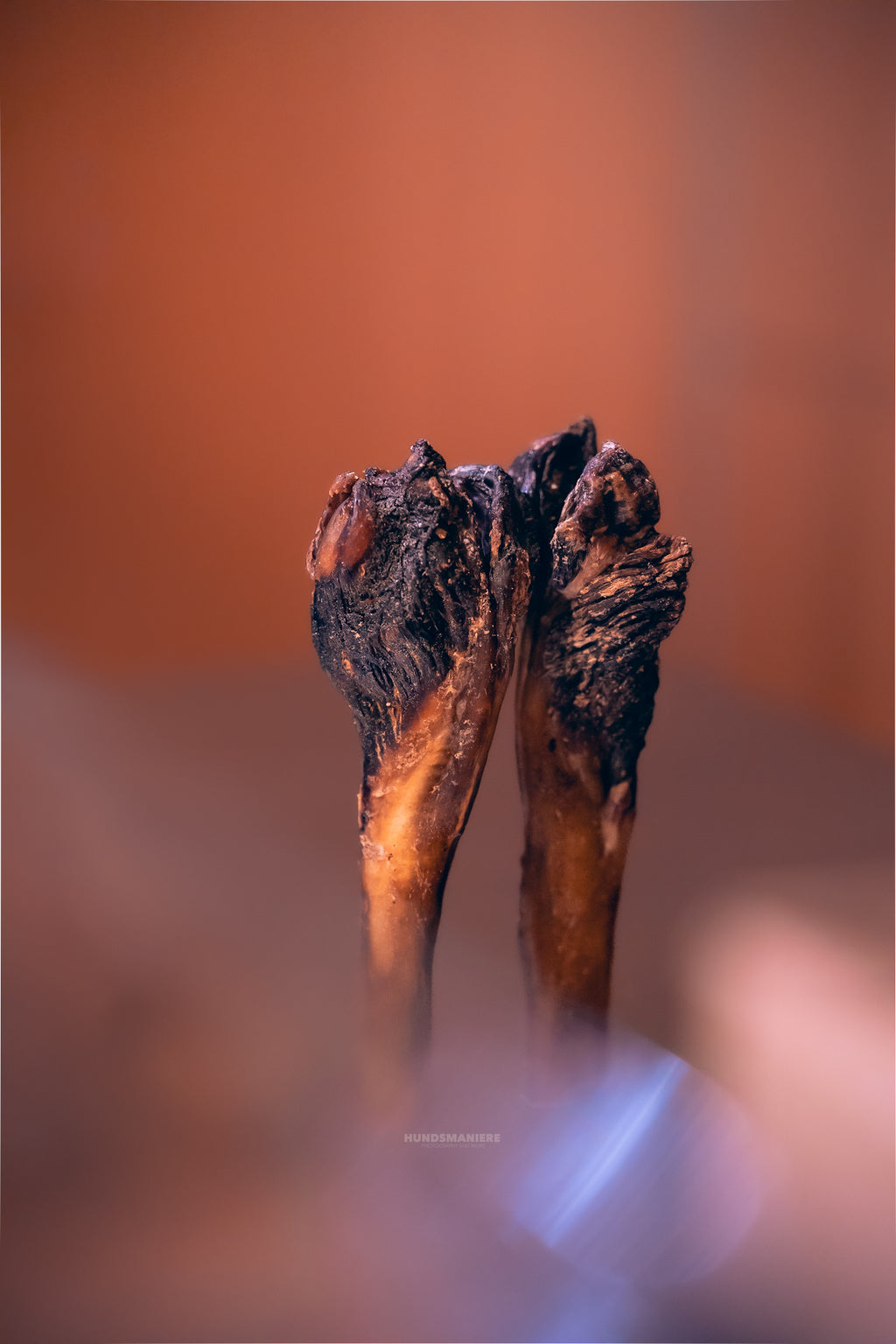 Ochsenziemer mit Wurzel