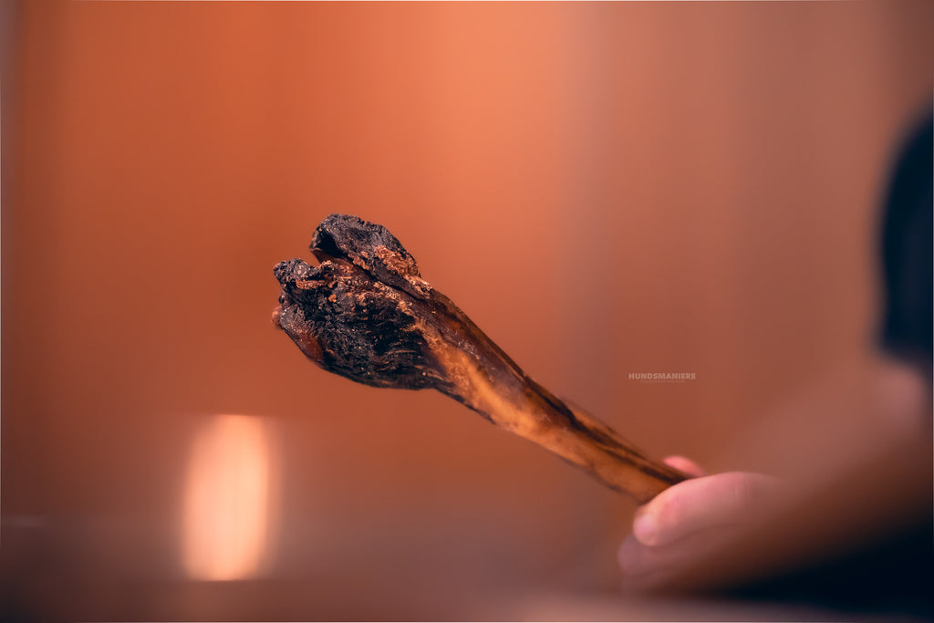 Ochsenziemer mit Wurzel