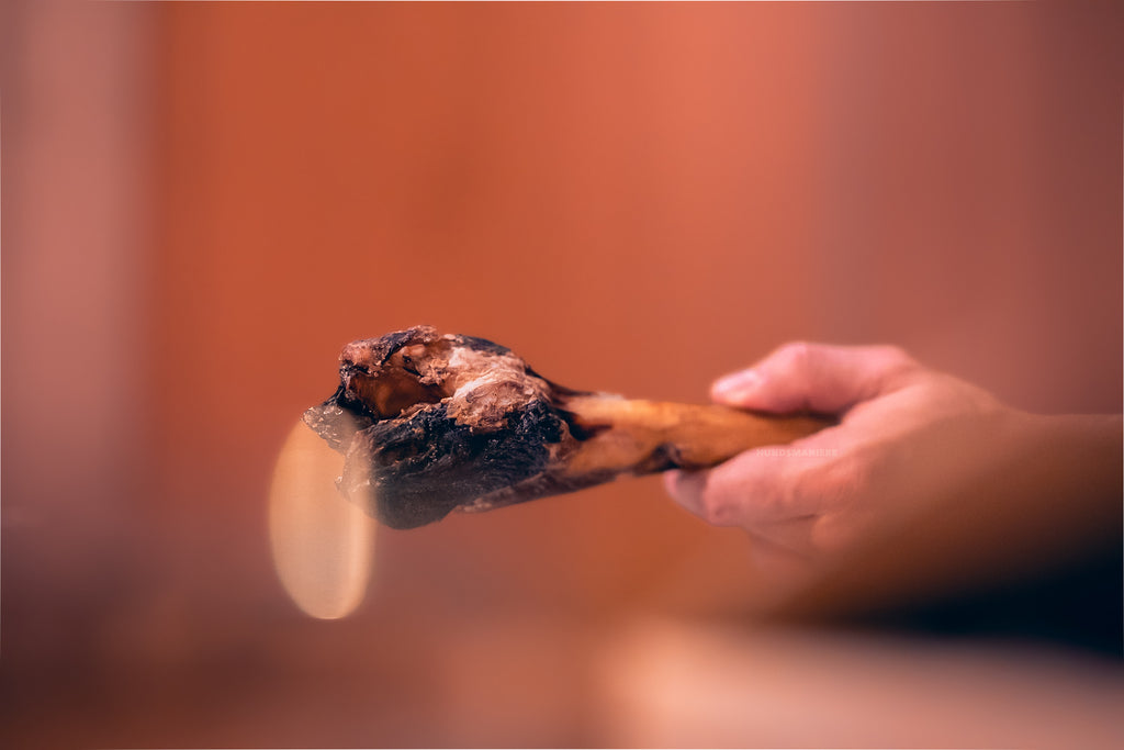 Ochsenziemer mit Wurzel