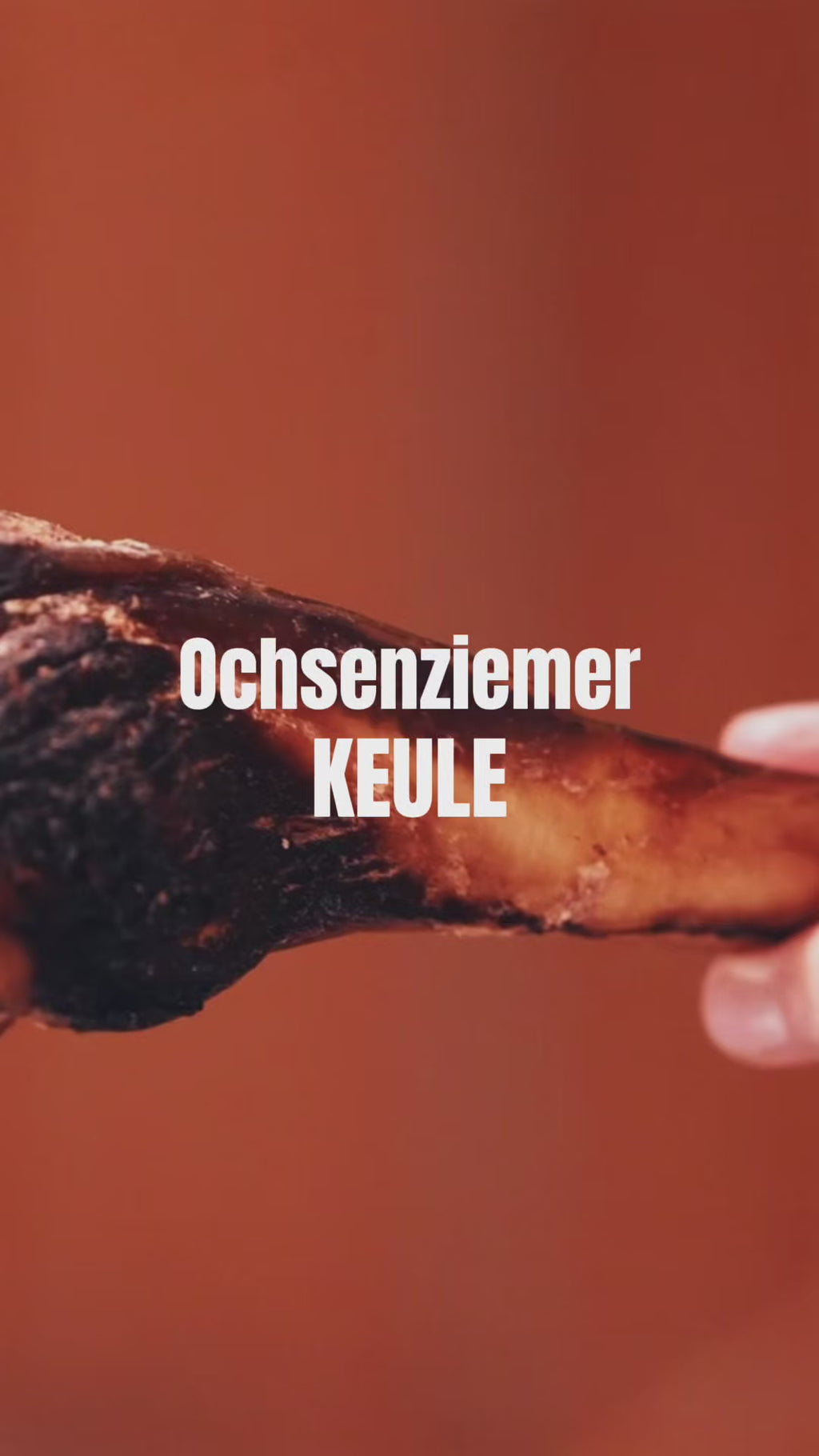Ochsenziemer mit Wurzel